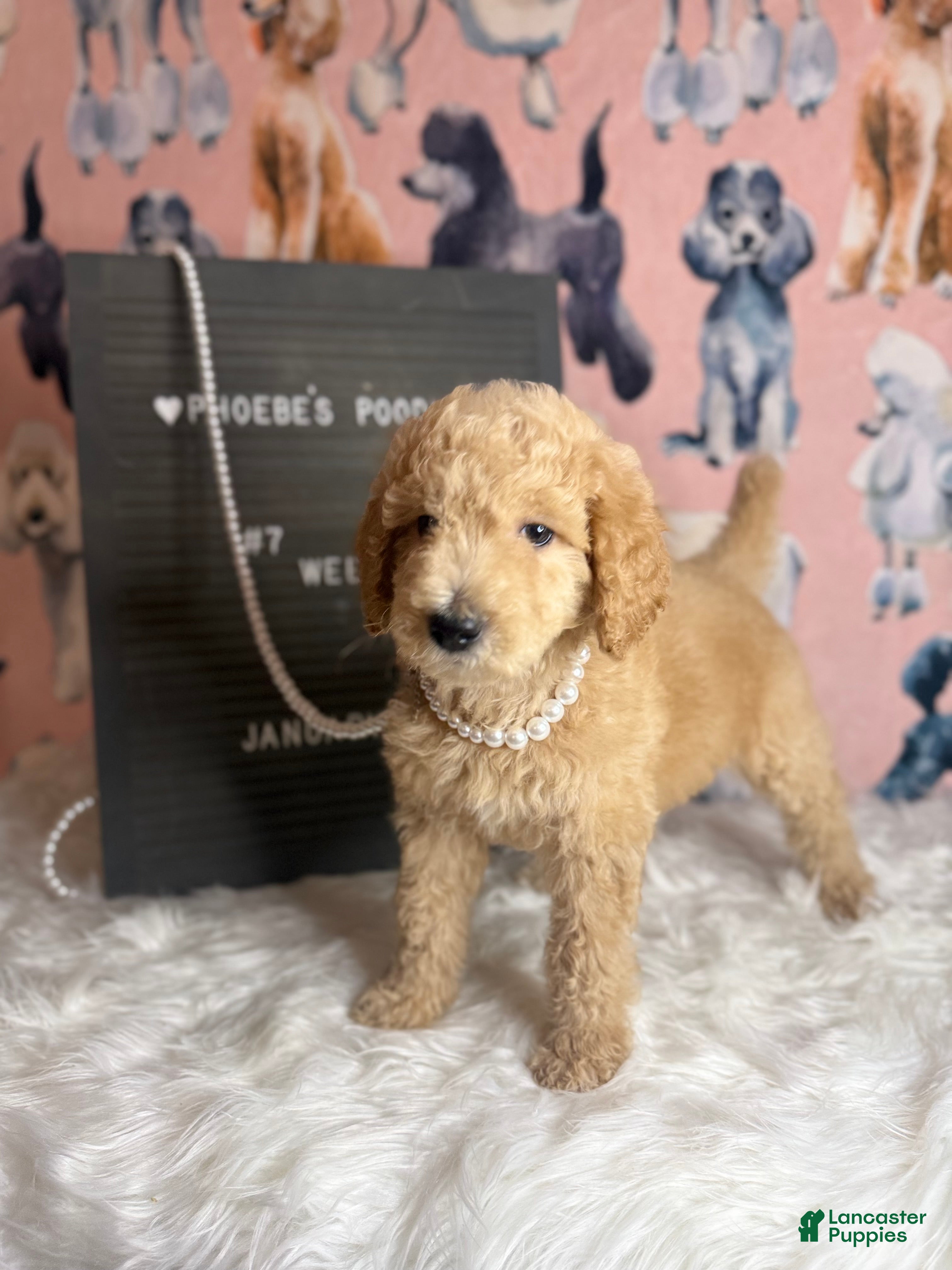 Standard Poodle dogs Standard Poodle Puppy 6 - Ad 4