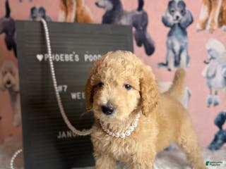Standard Poodle dogs Standard Poodle Puppy 6 - Ad 15