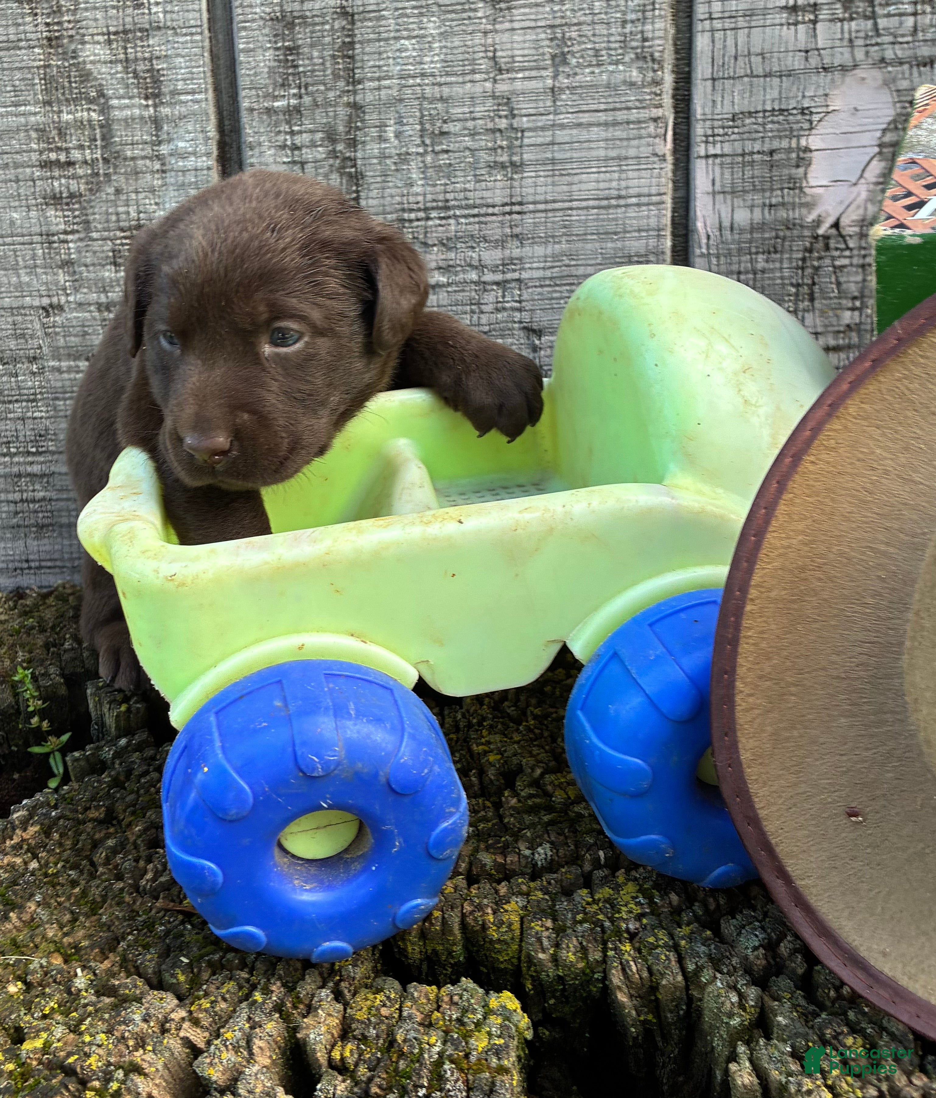 Labrador Retriever dogs Labrador Retriever 3 - Ad 1