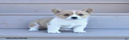 Welsh Corgi Pembroke dogs for sale: Pearl - Ad 2