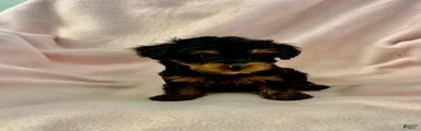 Sally Girl-Yorkshire Terrier 
