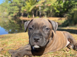American Pit Bull Terrier dogs - Ad 35