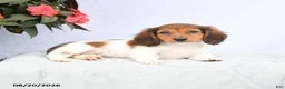 Miniature Dachshund dogs for sale: Harmony - Ad 4