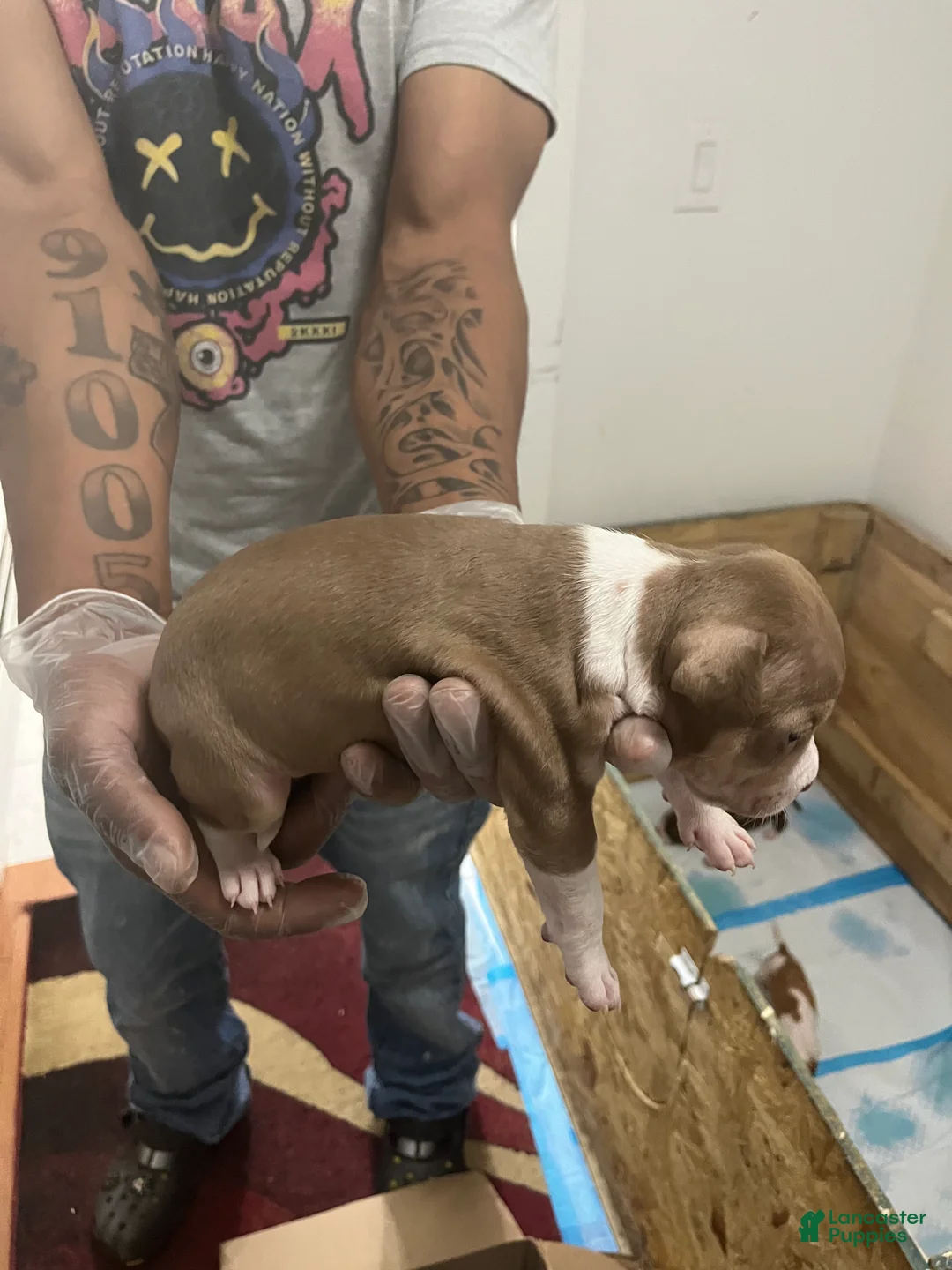 American Pit Bull Terrier dogs for sale: American Pit Bull Terrier 7 - Ad 2