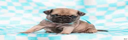 Pug dogs for sale: Eric - Ad 2