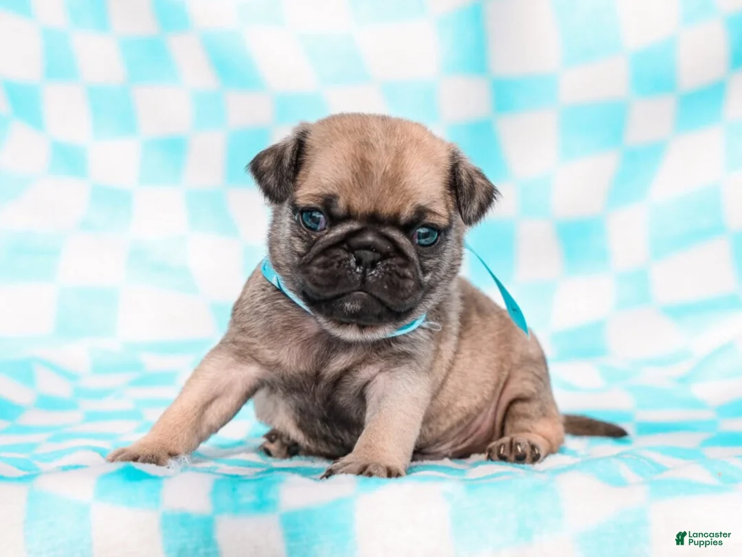 Pug dogs for sale: Eric - Ad 2