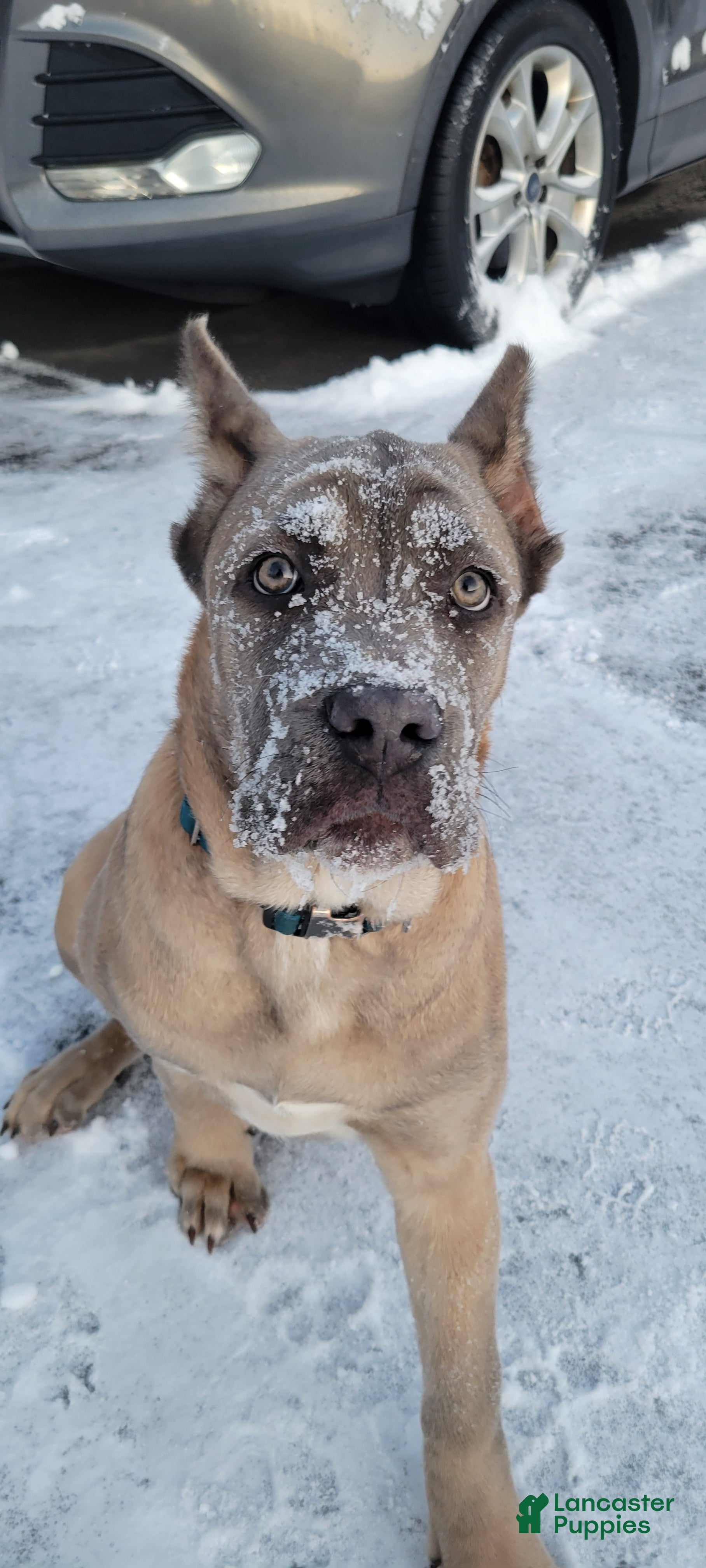 Cane Corso dogs Cane Corso Puppy 1 - Ad 1