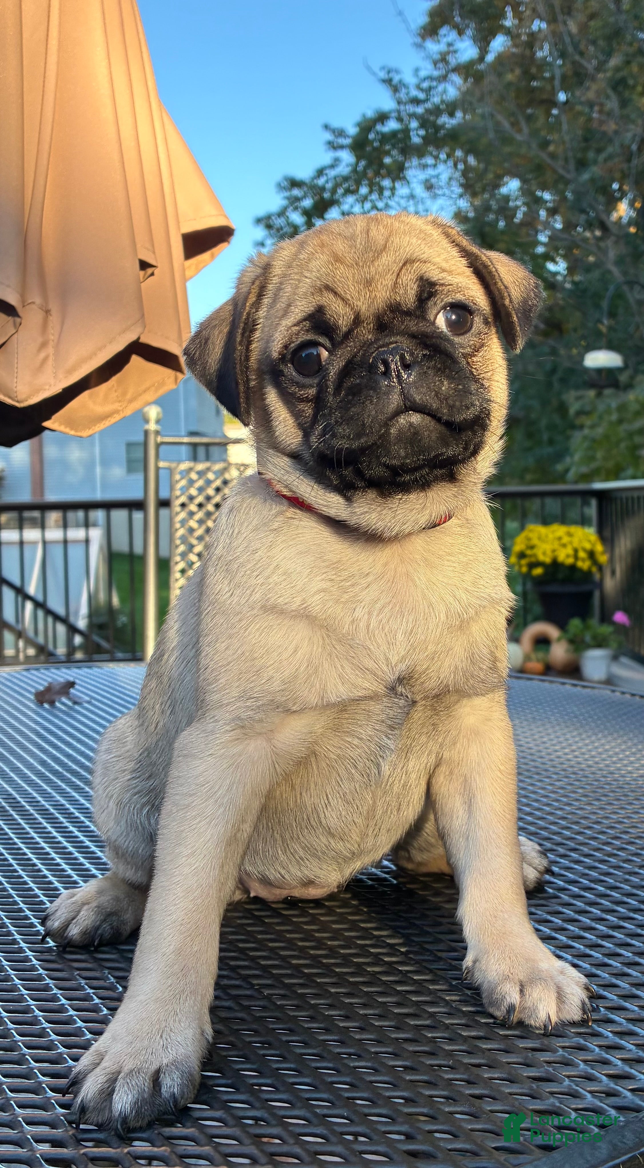 Pug dogs for sale: Bella - Ad 2