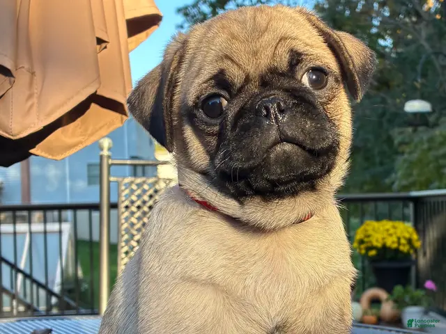 Pug dogs for sale: Bella - Ad 2