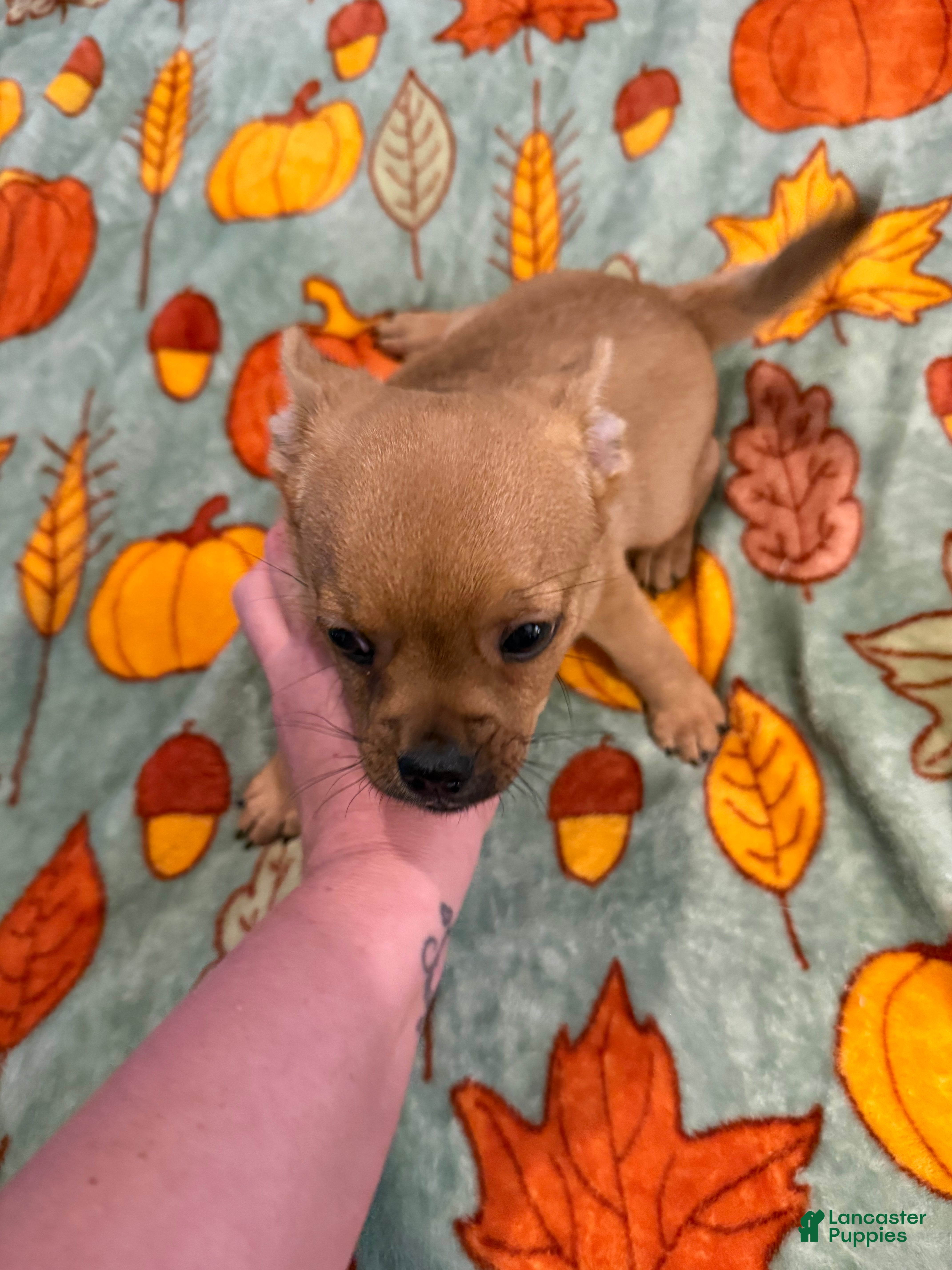 Mixed Breed dogs Mixed Breed 1 - Ad 19