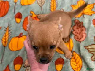 Mixed Breed dogs Mixed Breed 1 - Ad 19
