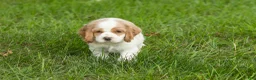 Cocker Spaniel dogs for sale: Max  - Ad 3