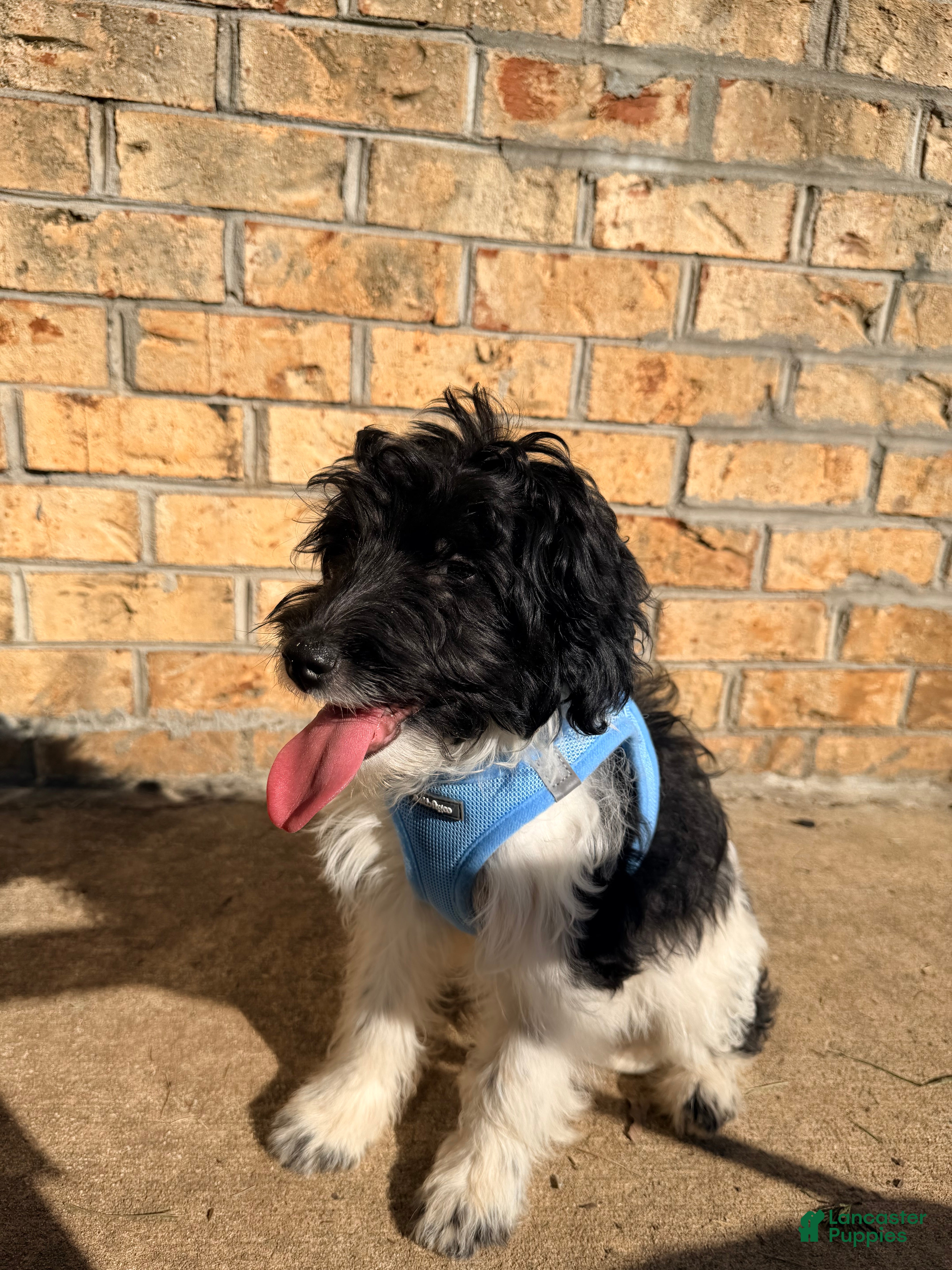 Sheltiedoodle dogs for sale: Nono - Ad 1