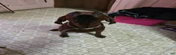 Redbone Coonhound dogs for sale: Redbone Coonhound 9(black) - Ad 30