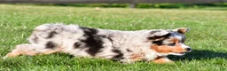 Miniature Australian Shepherd dogs for sale: Anika - Ad 15