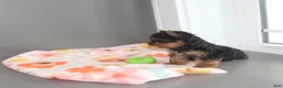 Yorkshire Terrier dogs for sale: Pansy - Ad 9