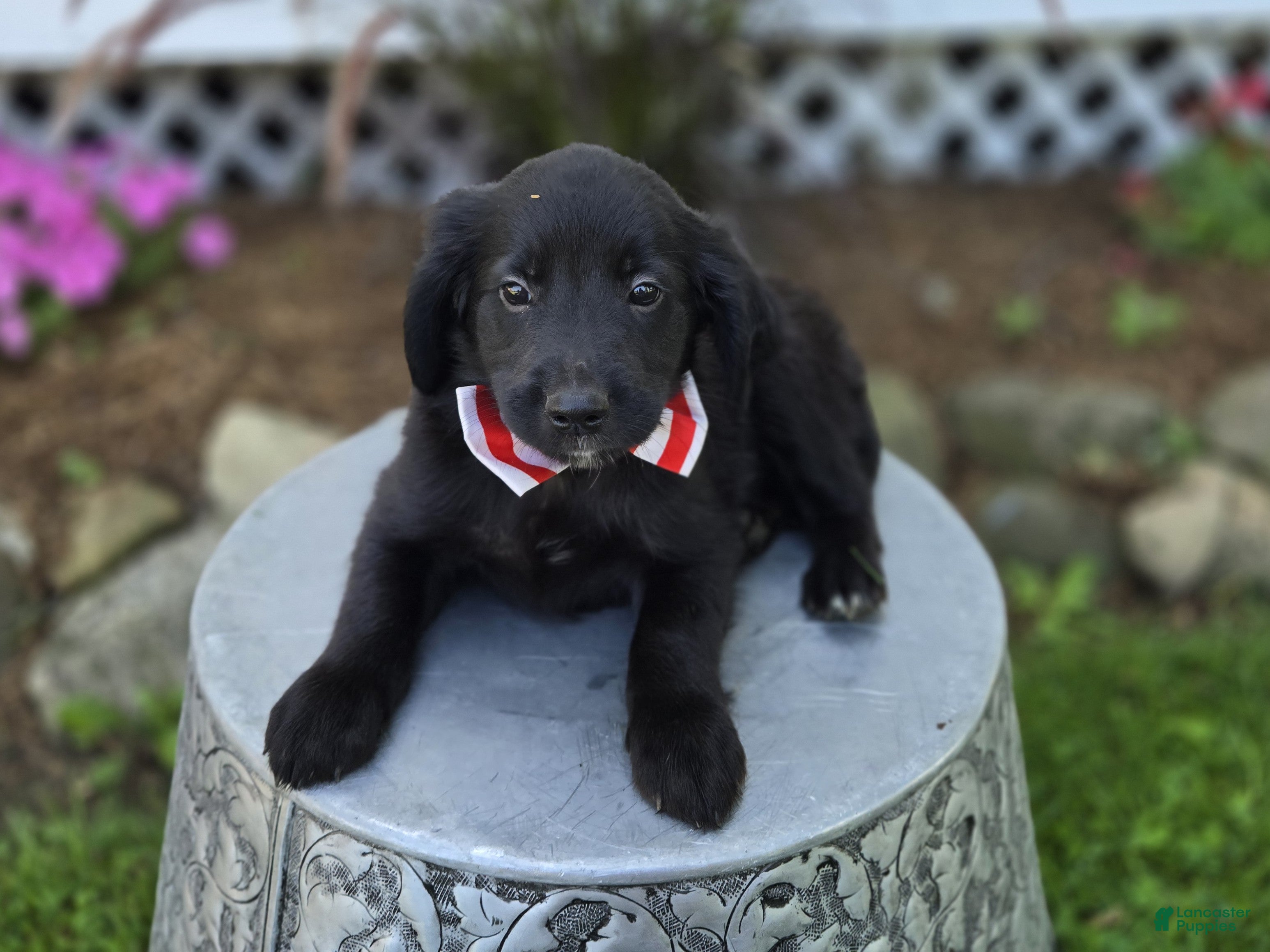 Mixed Breed dogs Barney - Ad 2