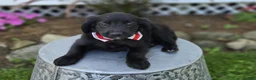Mixed Breed dogs for sale: Barney - Ad 2