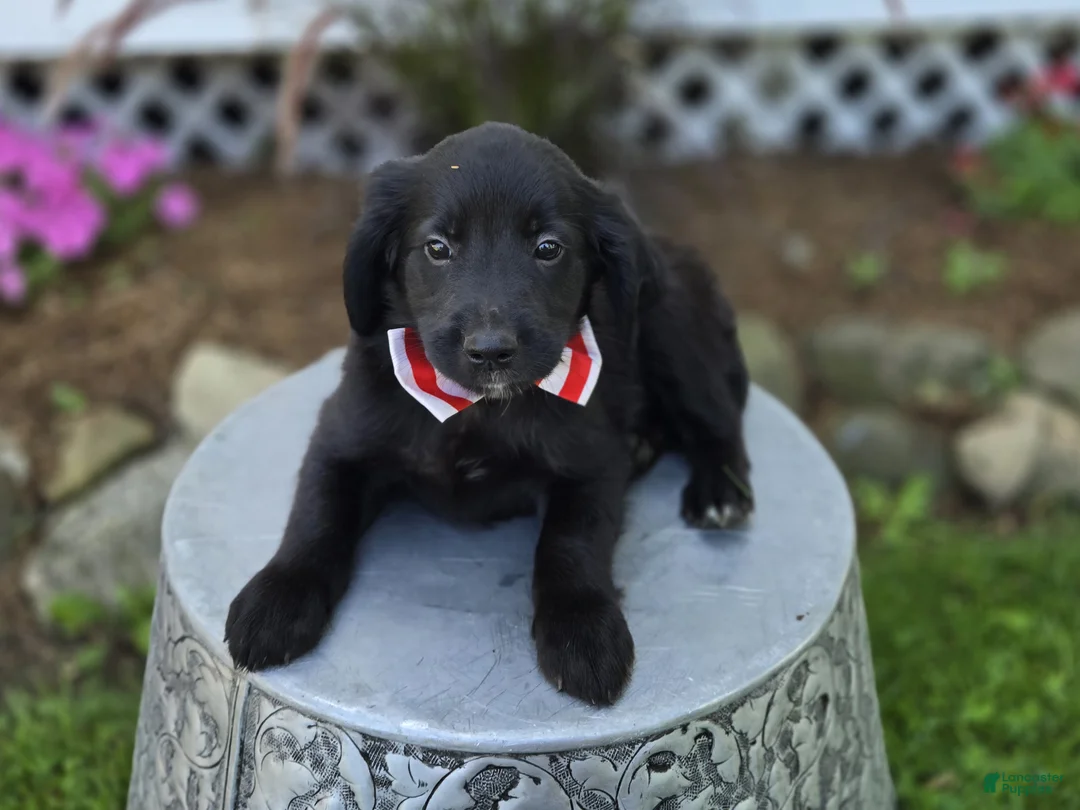 Mixed Breed dogs for sale: Barney - Ad 2