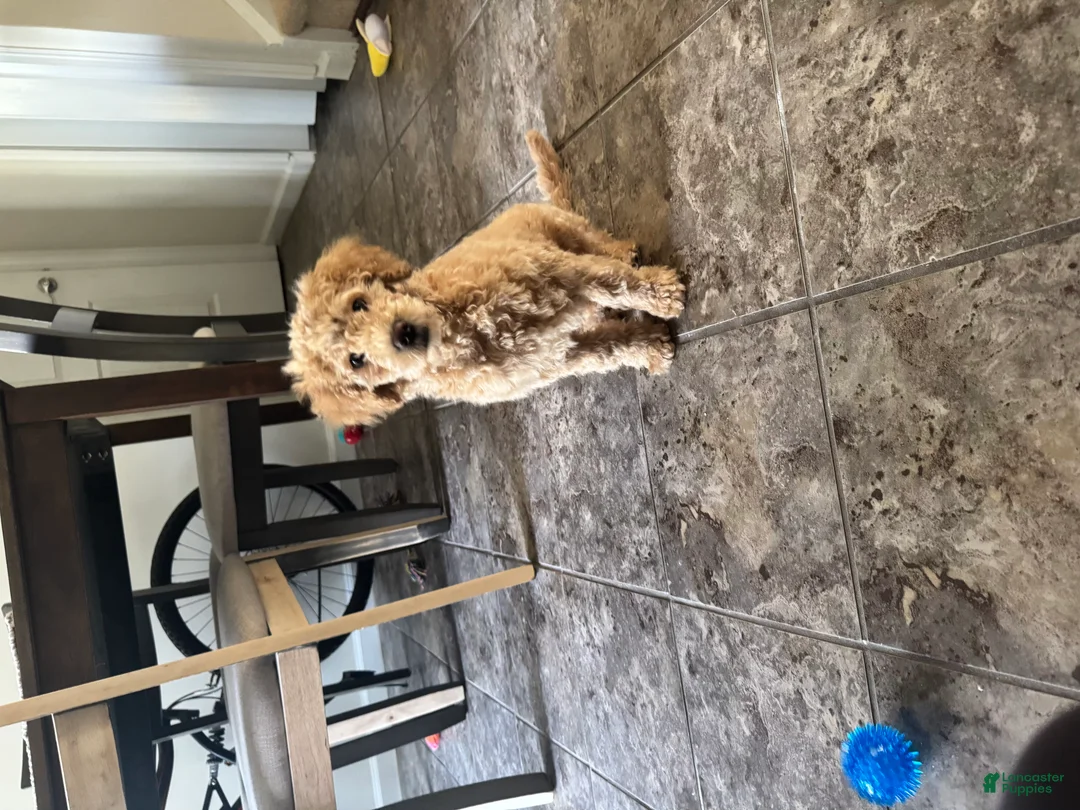 Miniature Poodle dogs for sale: Miniature Poodle Puppy 1 - Ad 2