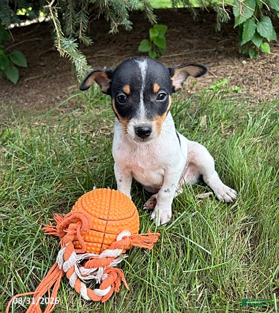Rat Terrier dogs Romeo - Ad 1