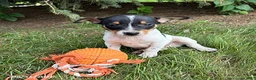 Rat Terrier dogs for sale: Romeo - Ad 1