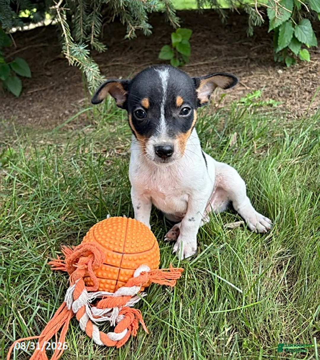 Rat Terrier dogs for sale: Romeo - Ad 1