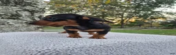 Miniature Dachshund dogs for sale: Remy  - Ad 4