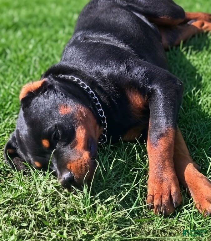Dubo (Rottweiler, Male) in Louisville, KY