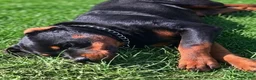 Rottweiler dogs for sale: Dubo - Ad 1