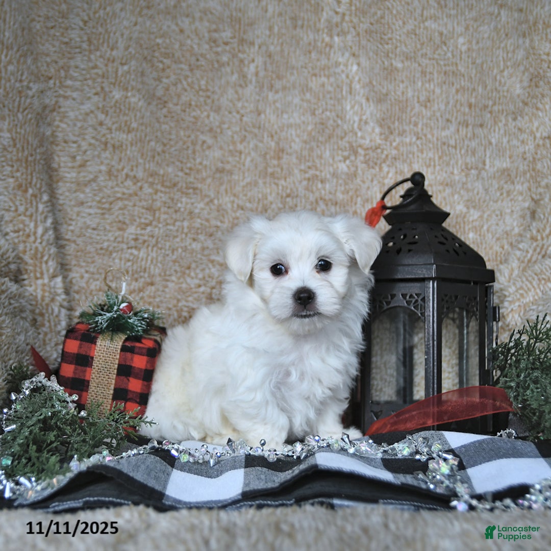 Maltese dogs for sale: Elf - Ad 6
