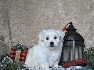 Maltese dogs Elf - Ad 22