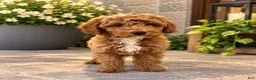 Mini Goldendoodle dogs for sale: Mini Goldendoodle 1 - Ad 1