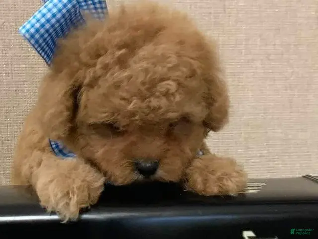 Toy Poodle dogs for sale: Toy Poodle 2 - Ad 7