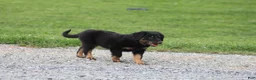 English Shepherd dogs for sale: Shadow - Ad 3