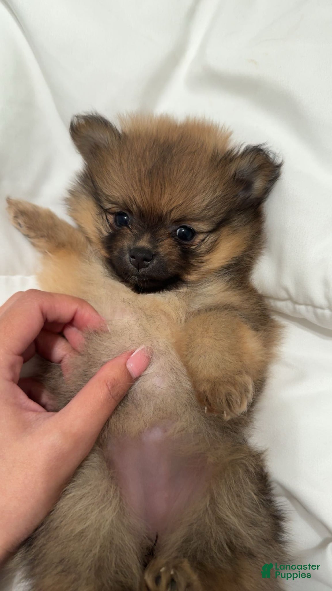 Pomeranian dogs Pomeranian Puppy 1 - Ad 7