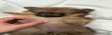 Pomeranian Puppy 1