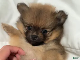 Pomeranian dogs Pomeranian Puppy 1 - Ad 7