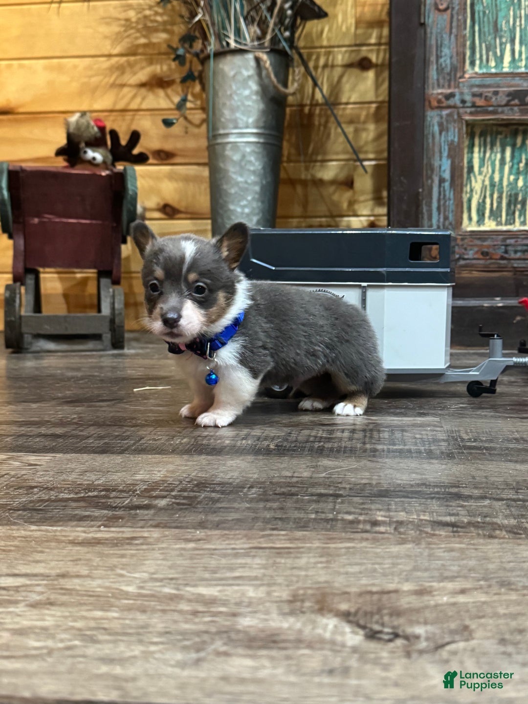 Mixed Breed dogs for sale: Ruger - Ad 7