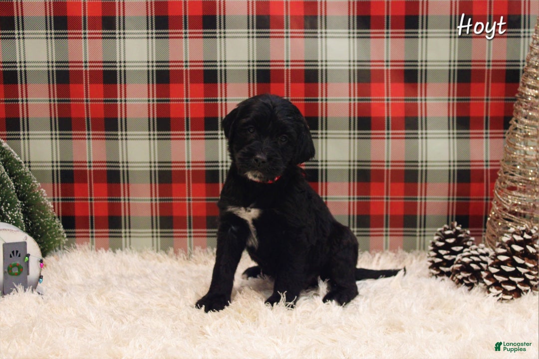 Mixed Breed dogs for sale: Hoyt - Ad 1