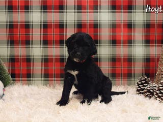 Mixed Breed dogs Hoyt - Ad 7