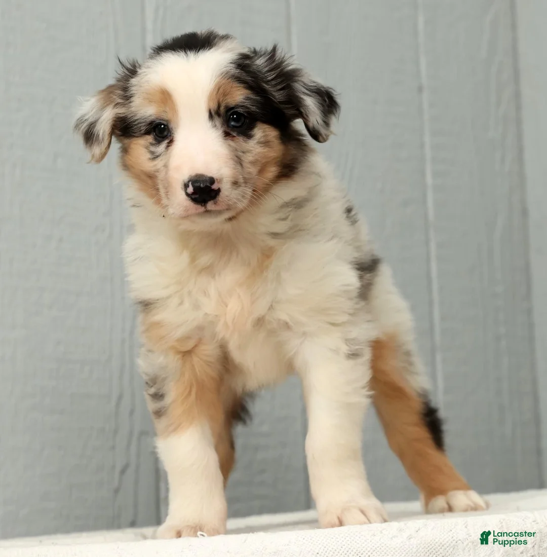 Australian Shepherd dogs for sale: Gary - Ad 7