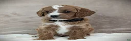 Cavapoo dogs for sale: Oscar - Ad 3