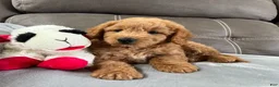 Mini Goldendoodle dogs for sale: Sully(Micro Mini Boy) - Ad 3