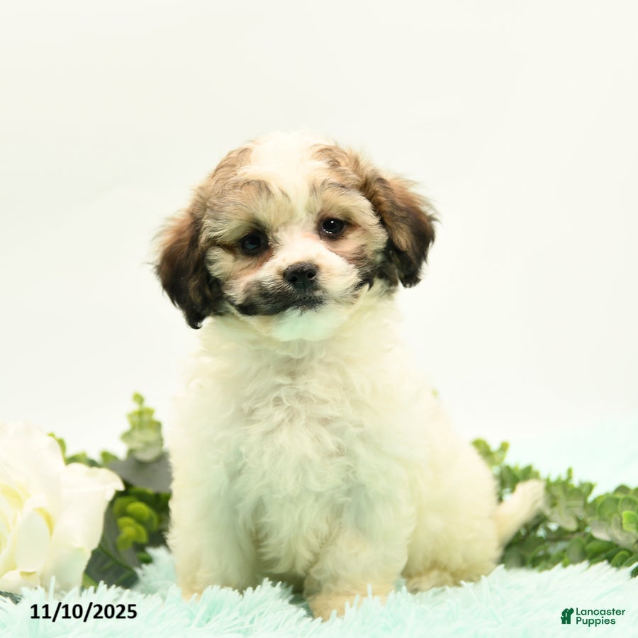 Mixed Breed dogs Ambria - Ad 9