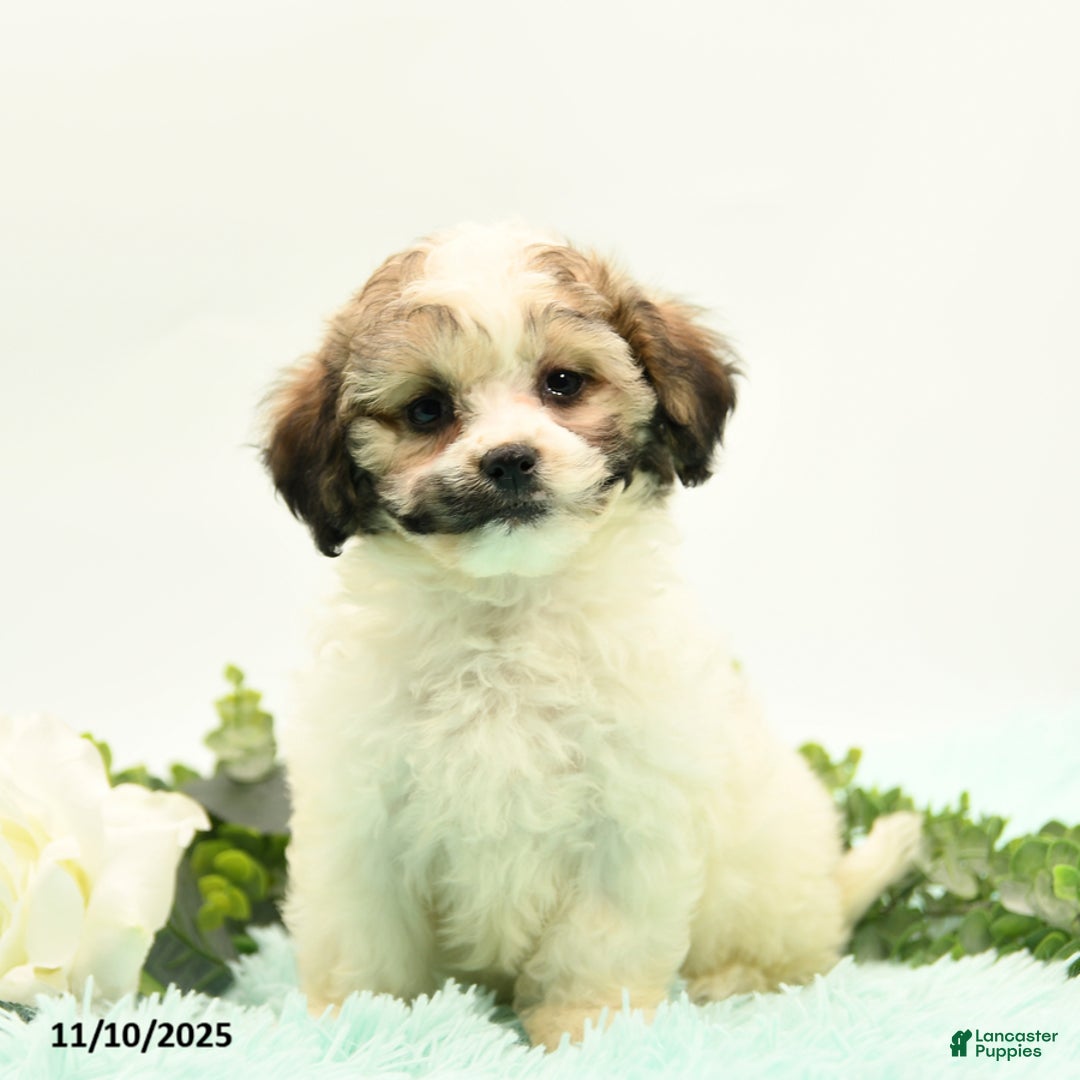 Mixed Breed dogs for sale: Ambria - Ad 1