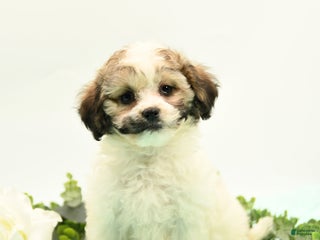 Mixed Breed dogs - Ad 18