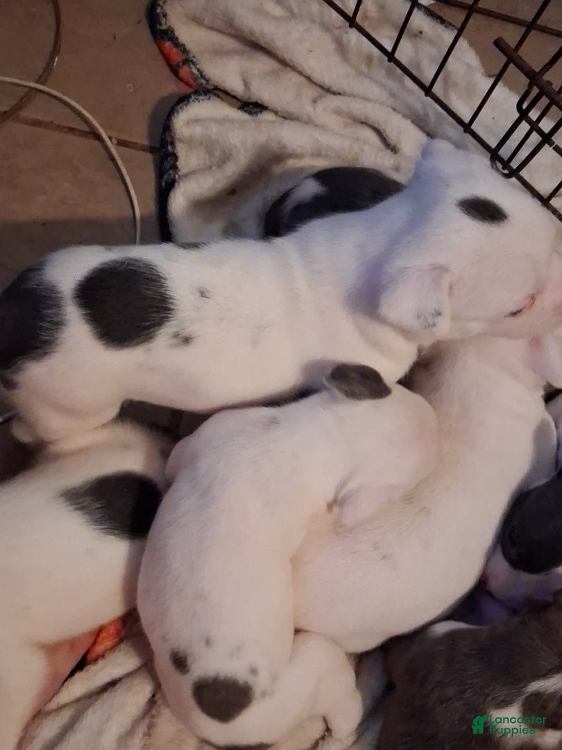 American Pit Bull Terrier dogs American Pit Bull Terrier 2 - Ad 2