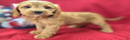 Cockapoo dogs for sale: Versace - Ad 3