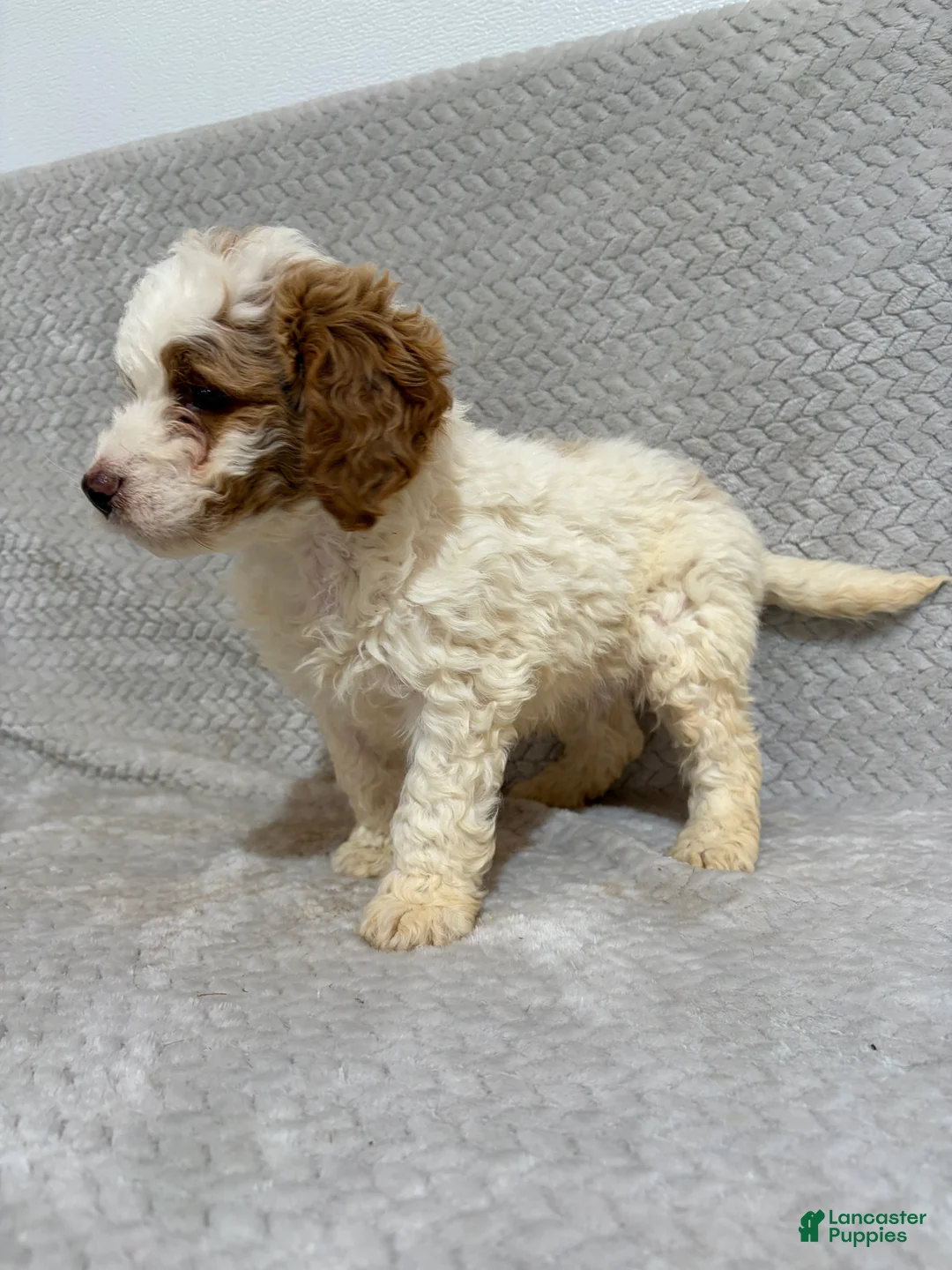 Mini Bernedoodle dogs for sale: Archie - Ad 1